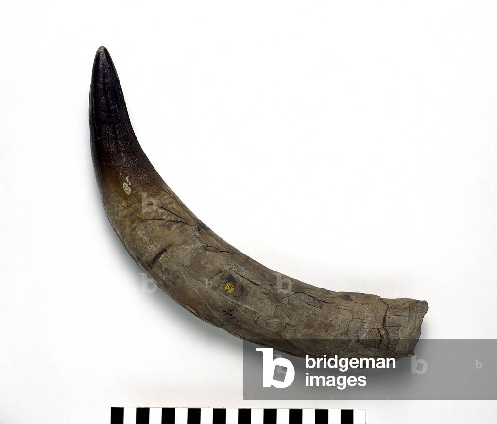 Pliosaurus ferox zahn