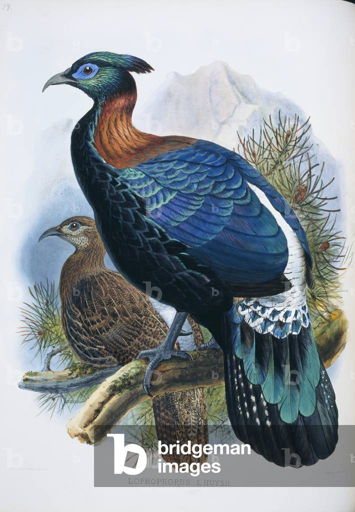 "Lophophorus lhuysii"