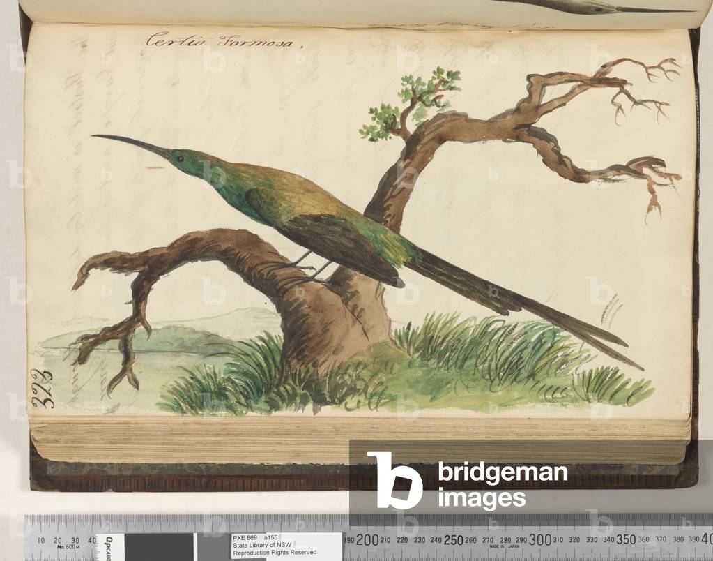 "Pagina 323. Certia Formosa" 1810 di Kenelm Henry Digby