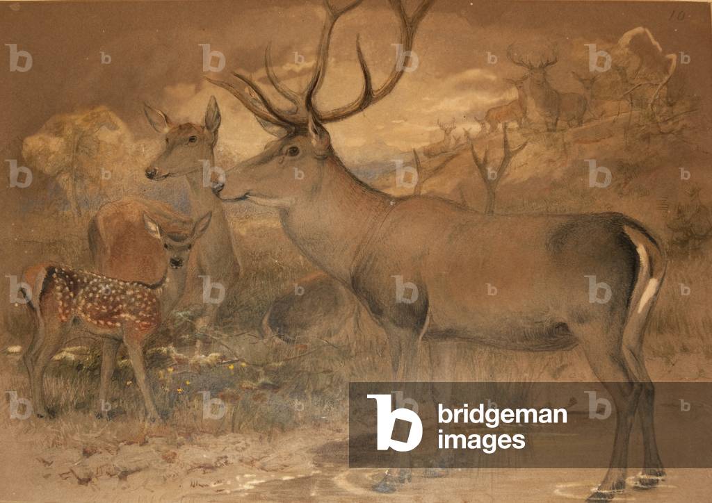 Cervo Persiano (senza carta)