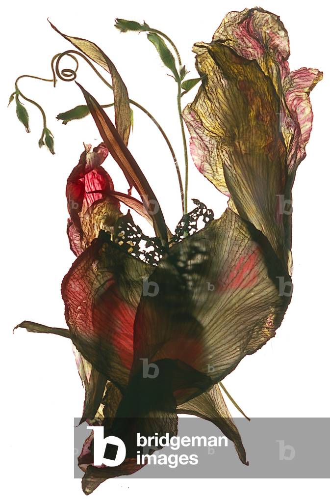 Cuore di Canna Morning Glory, 2012 (fotogramma digitale)