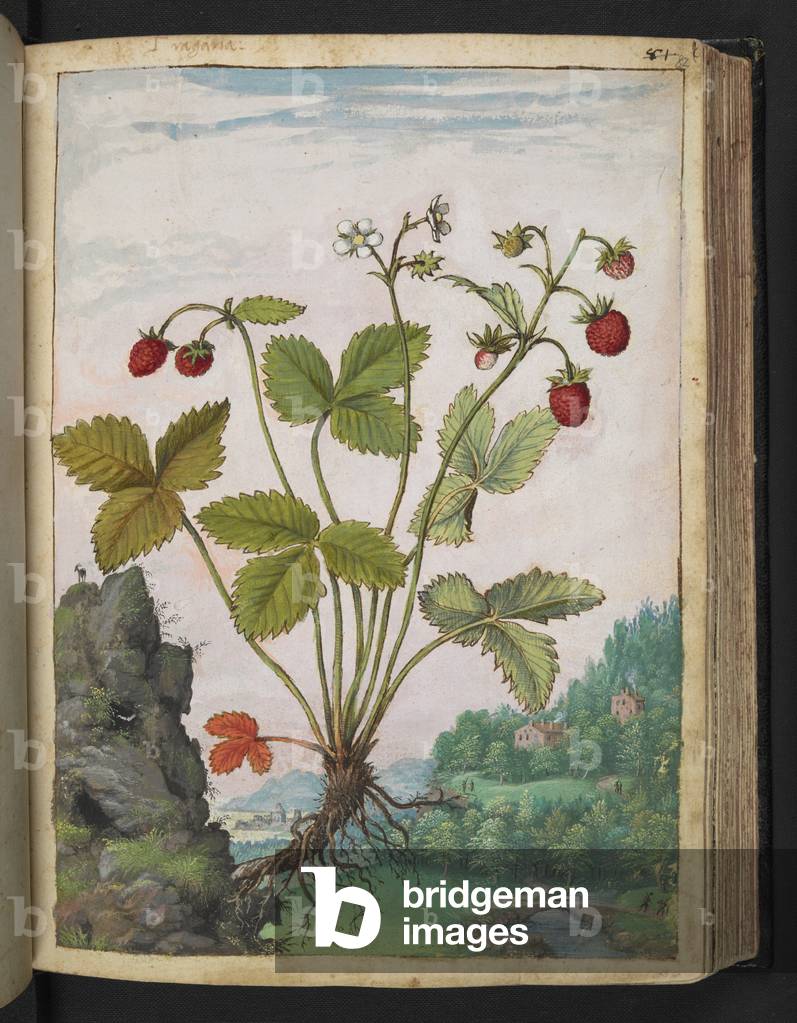 Fragaria”. Eine wilde Erdbeerpflanze.