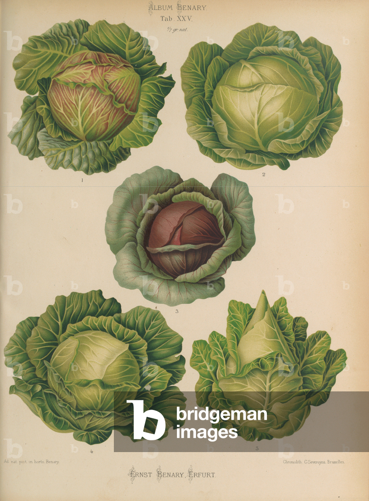 Image of Print depicting Variety of cabbages (Brassica oleracea) 1876 by Ernst Benary