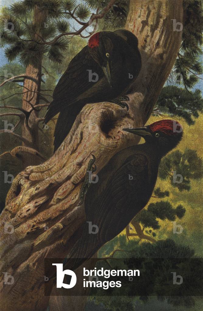 Schwarzspecht (chromolitho) by European Artist