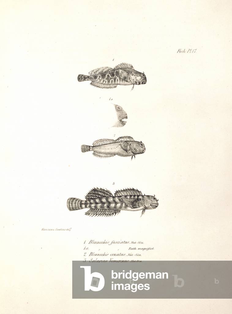 Ophioblennius atlanticus