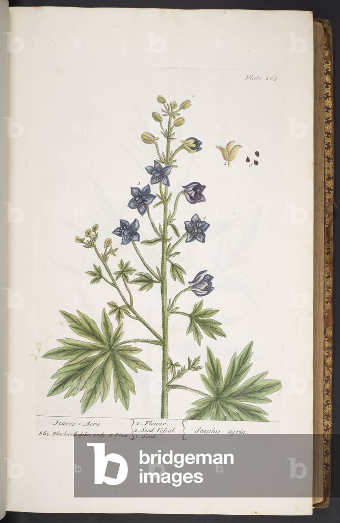Immagine di Incisione "Piatto 265" 1737 di Elizabeth Blackwell
