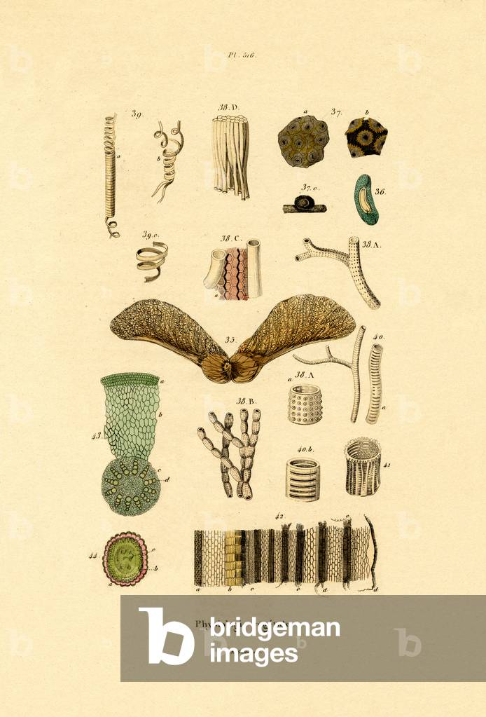 Immagine di Incisione "Piante", 1833-39 di French School
