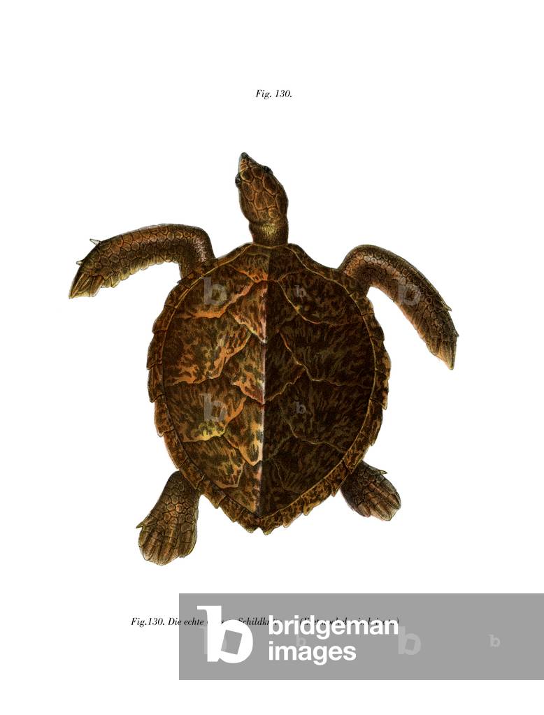 Tartaruga di Hawksbill (colore lito)
