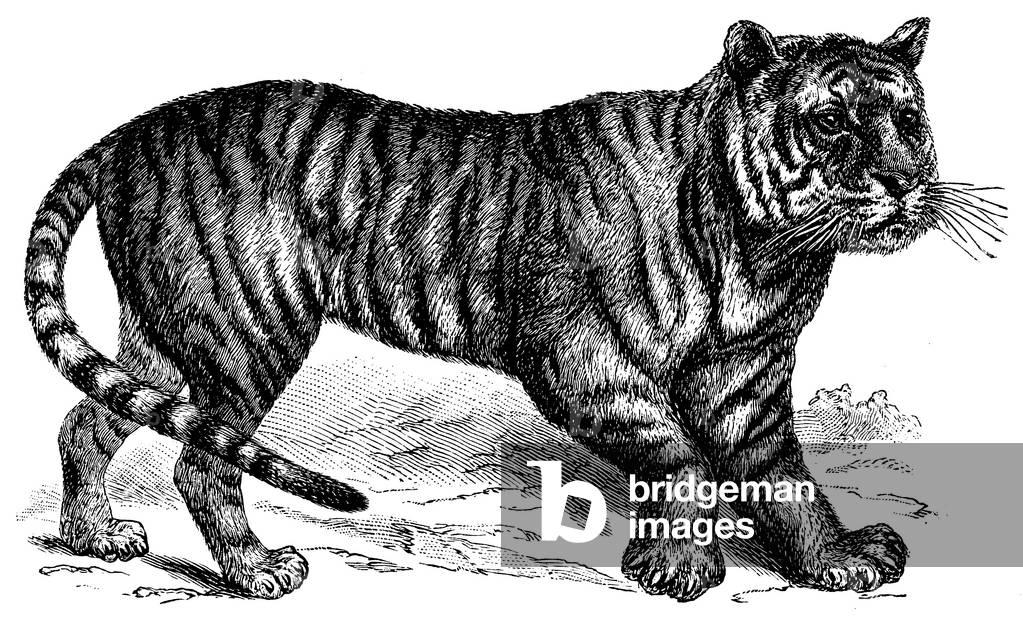 Image de Gravure représentant Tigre, b/w
