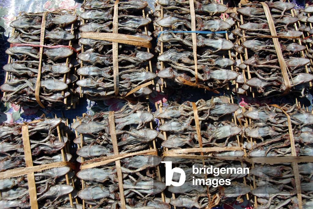 Immagine di Fotografia "Frog drying in Laos" di Catherine Shepard