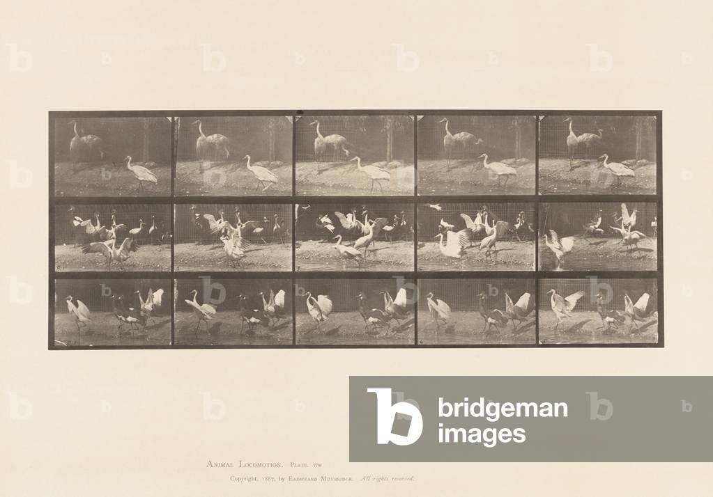 Immagine di Fotografia "Targa 778. Cicogna; ecc." 1885 di Eadweard Muybridge, b/w