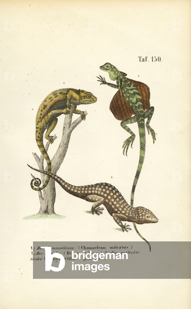 Bild von Gravur "Chamäleon" 1850 von J. W. Tenhaeff