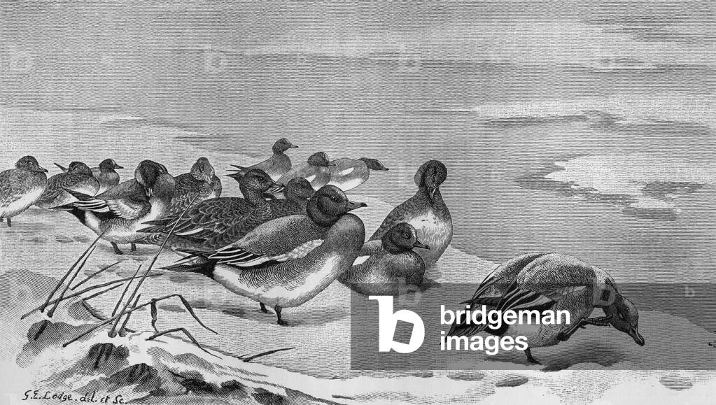 Immagine di Incisione "Fischione" di George Edward Lodge