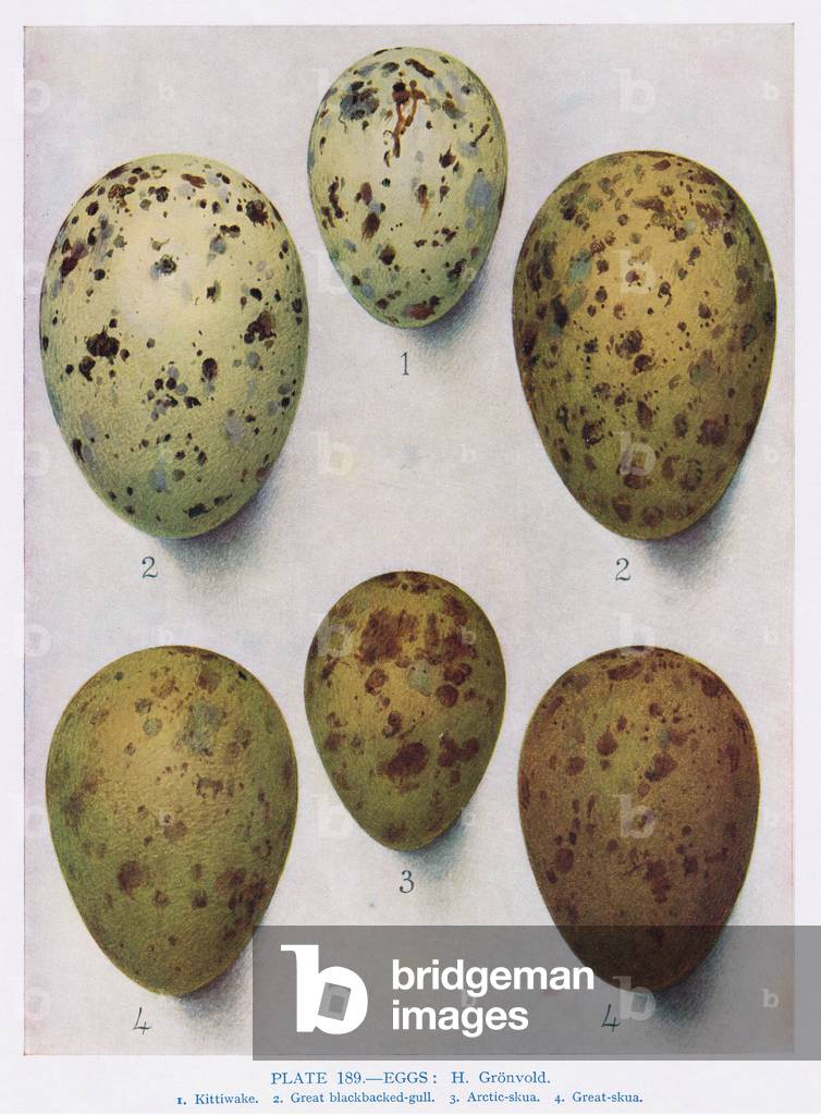 "Uova: Black Headed Gabbiano: Gabbiano comune: etc", 1966 di Hendrik Gronvold