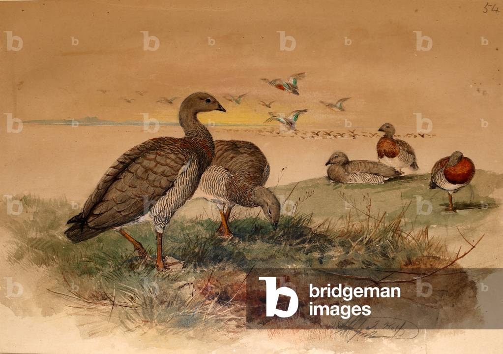 Oca dalla testa di cenere (Chloephaga poliocephala), 1852-54 (senza carta)