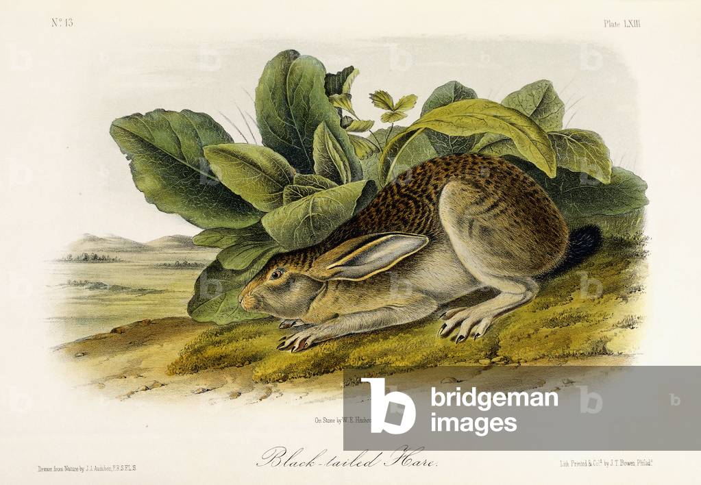 Lepre coda nera, c.1849-1854 (litografia a colori rifinita a mano)