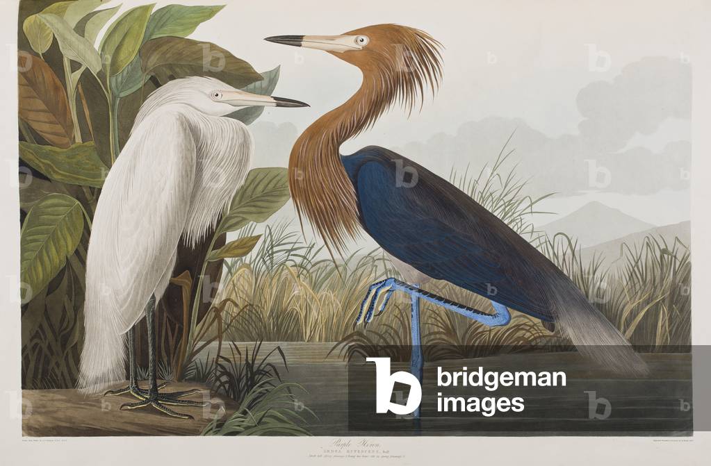 Illustration aus 'Birds of America', 1827-38 (handkolorierter Kupferstich & Aquatinta)