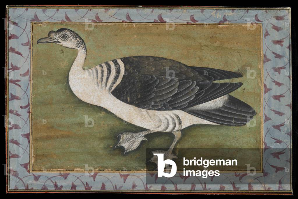 "Pettine anatra" di Mughal School