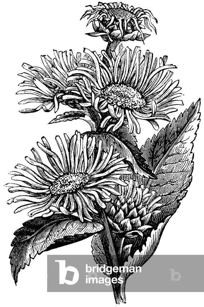 Immagine di Incisione "Elecampane", b/w