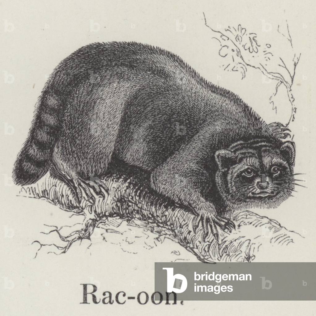 "Racoon (incisione)" di English School