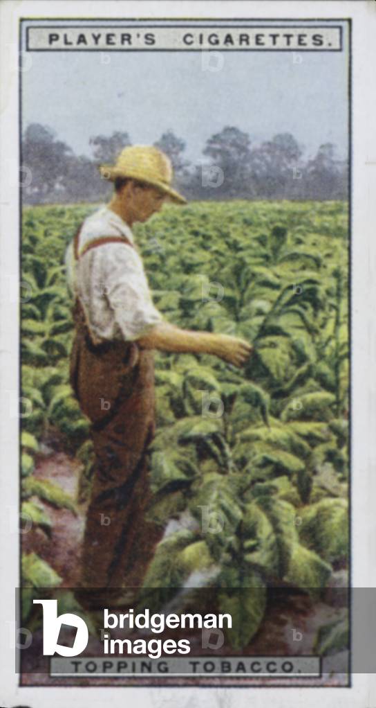 Image of From Plantation to Smoker: Topping Tobacco (colour litho) by  English School, (20th century)