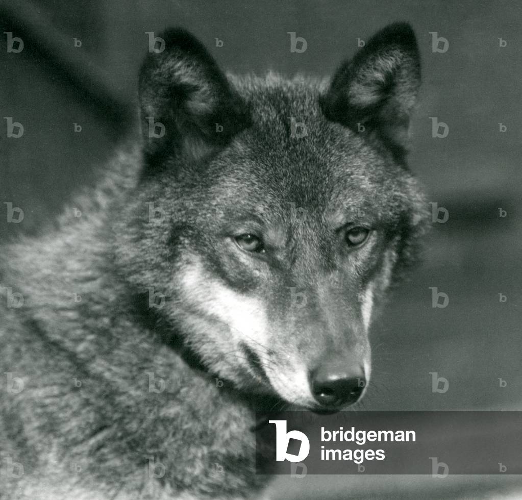 ein grau wolf bei london zoo, 1925 (s/w foto)