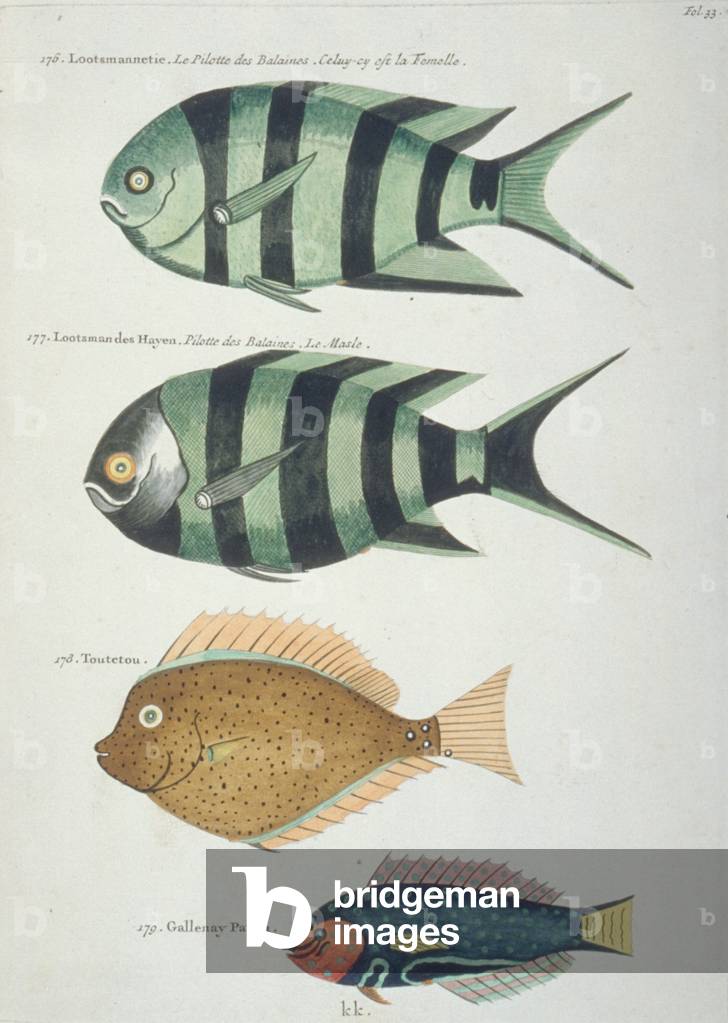Illustrazione colorata di quattro pesci