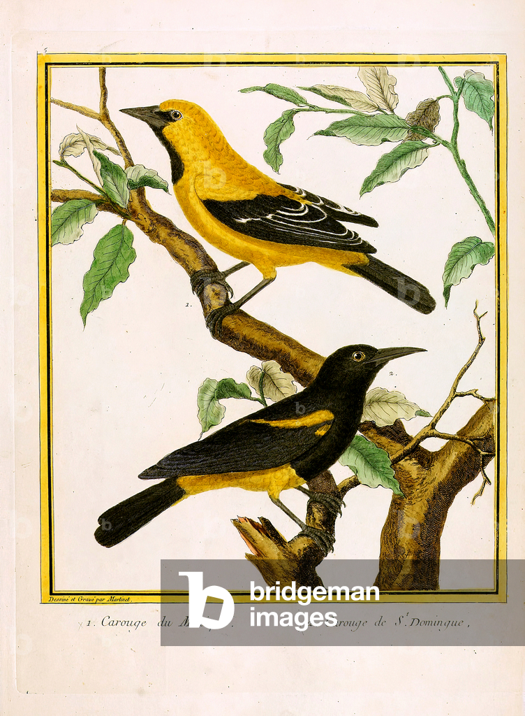 Bild von Druck "Mexikanischer Oriole und Santo Domingo Oriole (Druck)" 1770