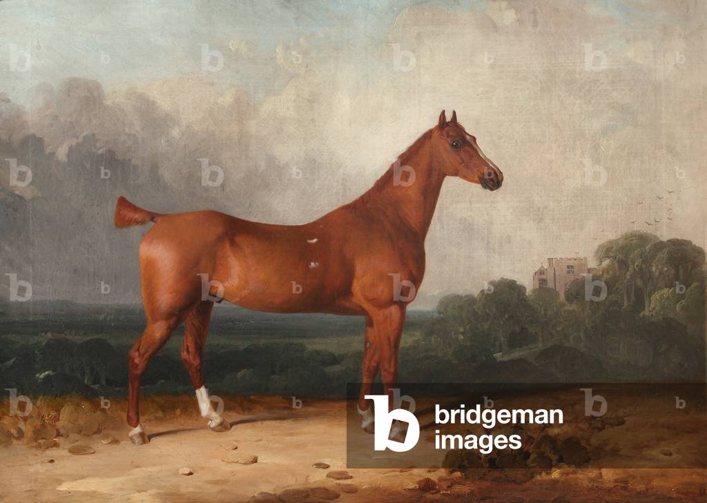 Woodstock ist eine Bay Mare von Arthur Jones