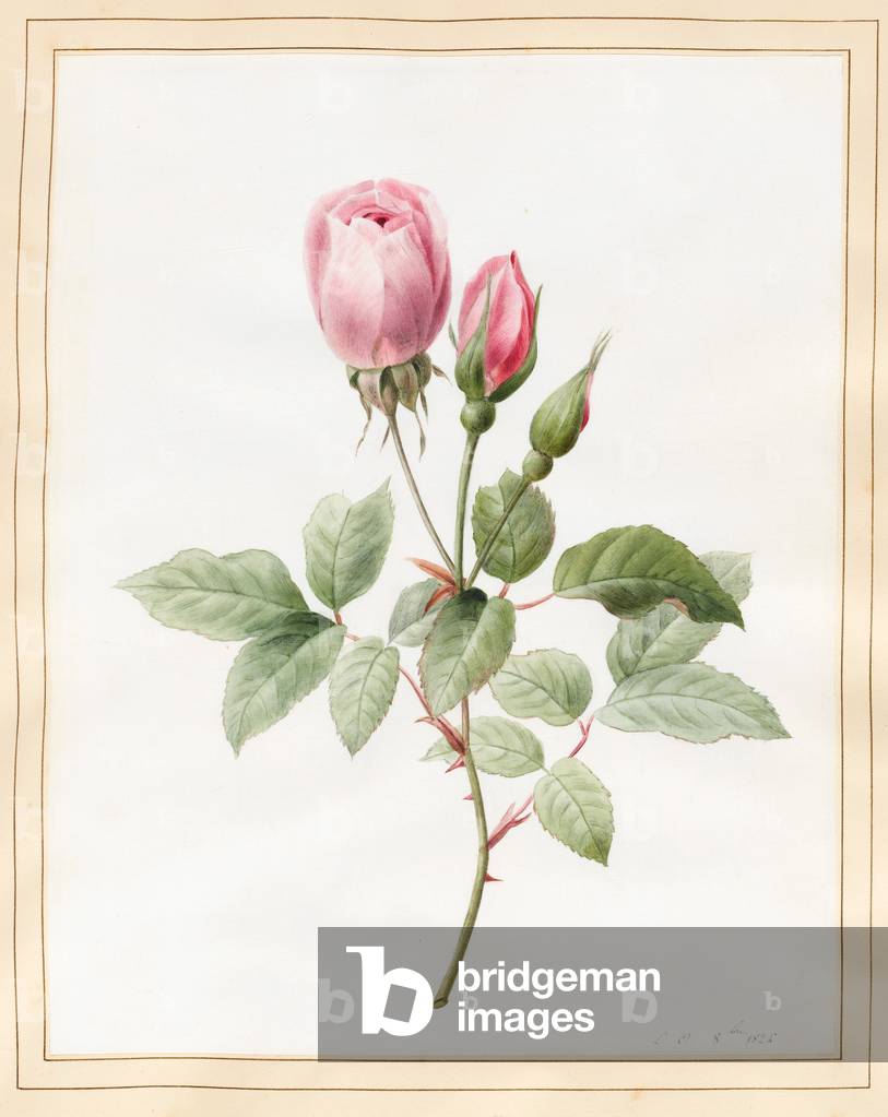 Rosa Rosa e boccioli, 1826 (w/c con alcuni body colour su pergamena)