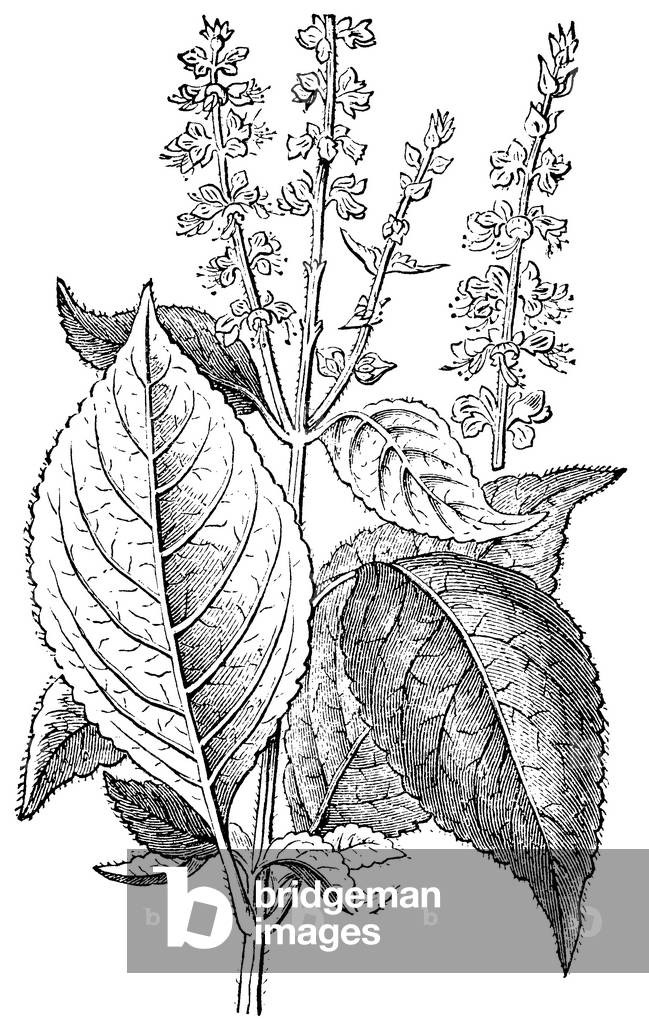 Image of Engraving depicting basil, b/w