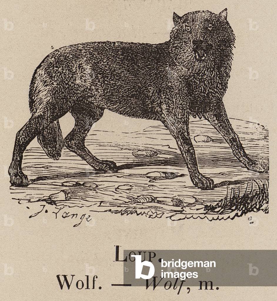 Le Vocabulaire Illustre: Loup; Wolf (incisione)