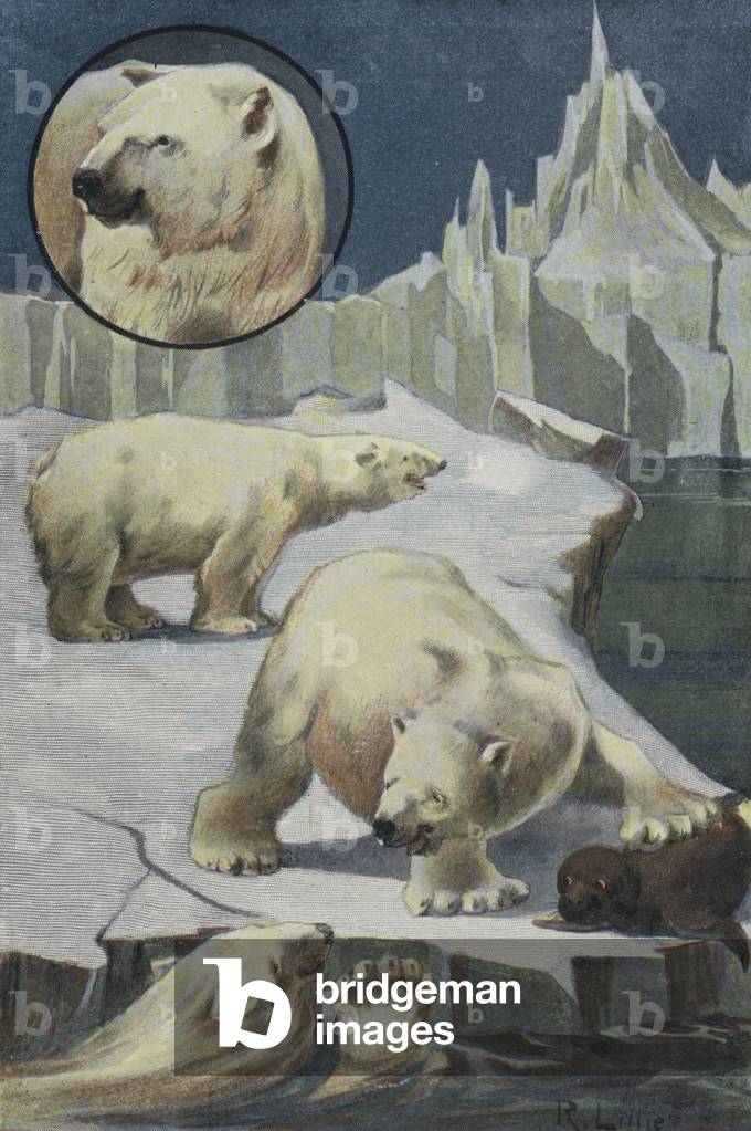 Eisbären in der Arktis (Farbe litho)
