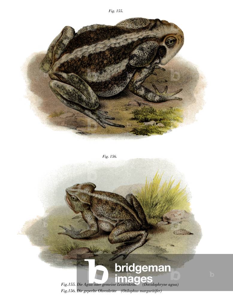 Riesenkröte (Farbe Litho)