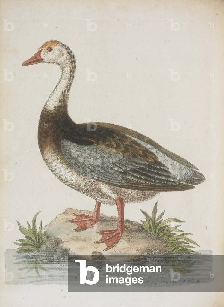 The blue-winged goose