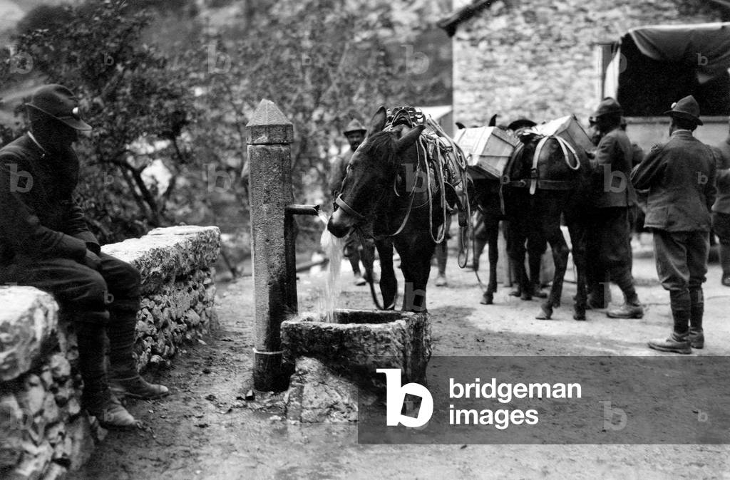 First World War, 1915-18 (b/w photo)