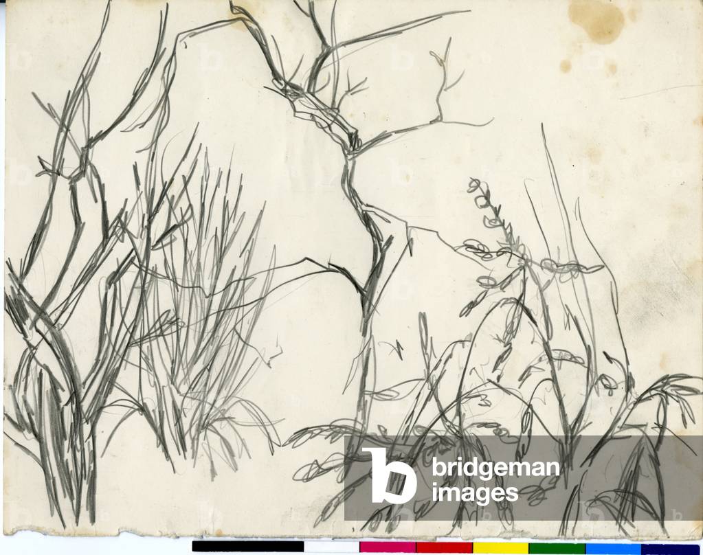 Image de Dessin représentant Arbustes - Esquisse 1920 par William George Gillies