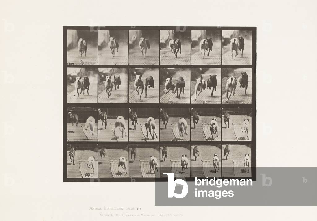 Image of Photography depicting Plate 711. Dogs; Two Racing; A 1885 by Eadweard Muybridge, b/w