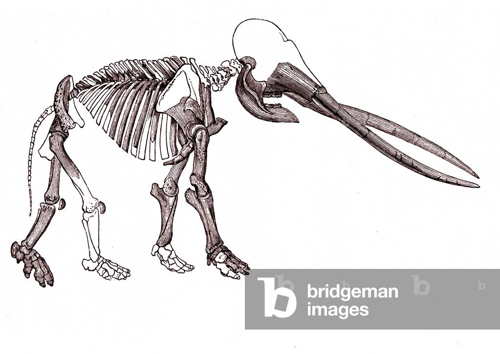 Mastodon skeleton (engraving by Unknown Artist
