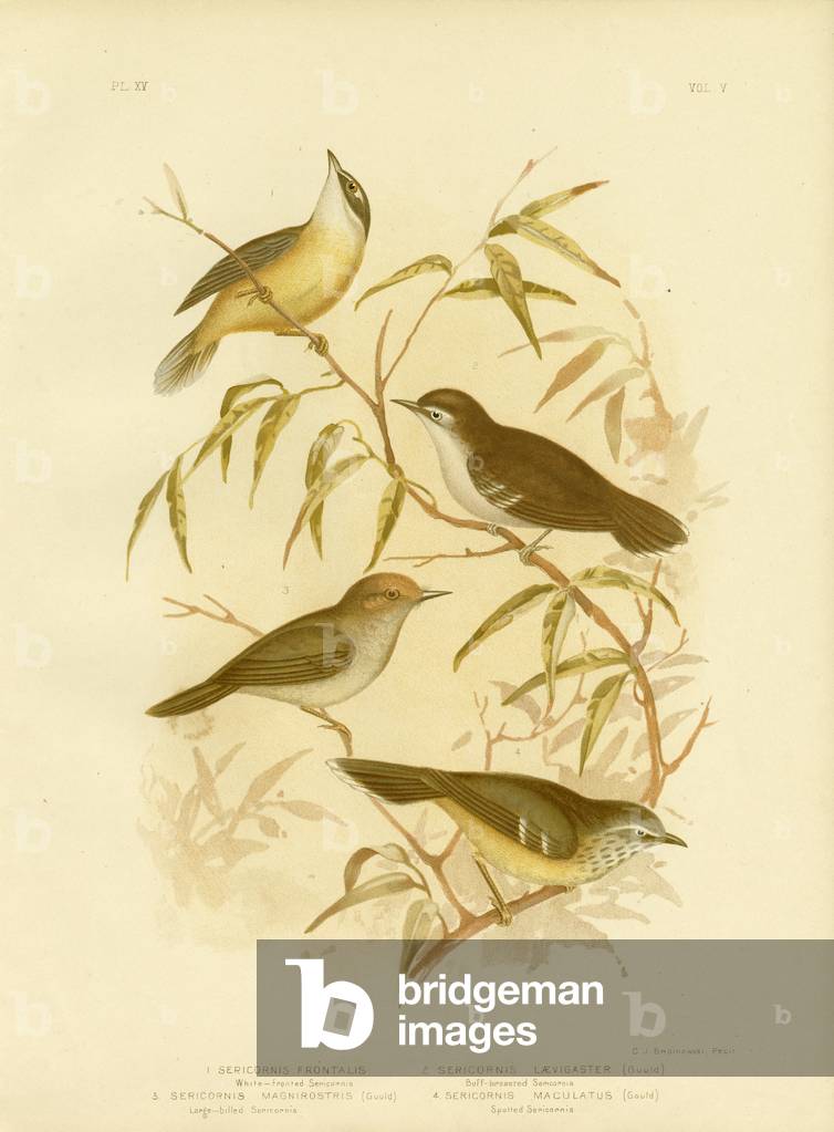 "White-Fronted Scrubwren Or White-Browed Scrubwren", 1891 von Gracius Broinowski, b/w