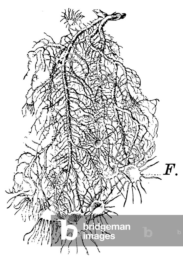 Bild von Gravur "Usnea", b/w