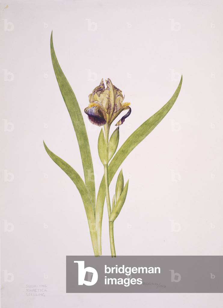 Iris sp.