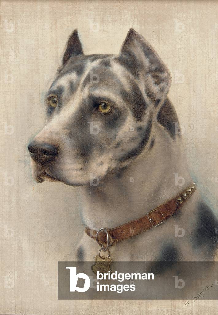 Image de Peinture représentant Le chef d'un Doberman (huile sur toile) par Wilhelm Schwar