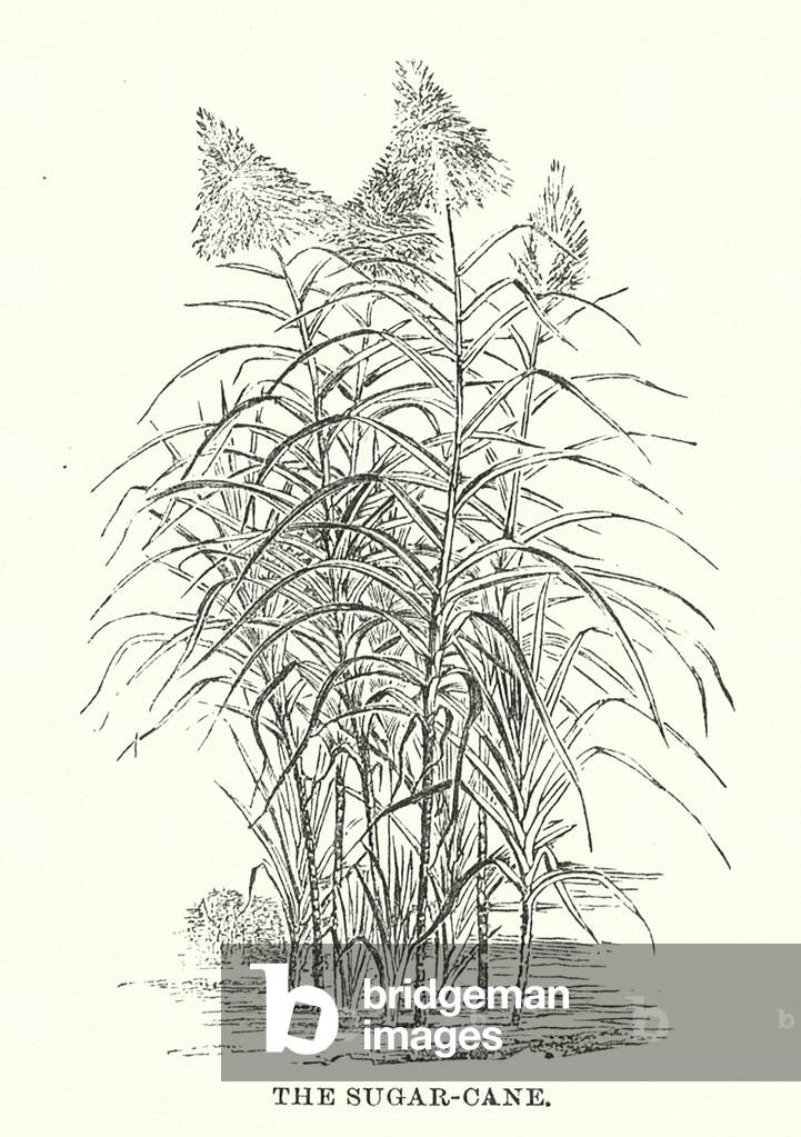 Bild von Gravur "Mittelamerika: Das Zuckerrohr (Gravur)" 1801 von English School