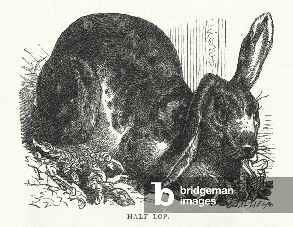 "Half Lop (incisione)" 1801 di English School