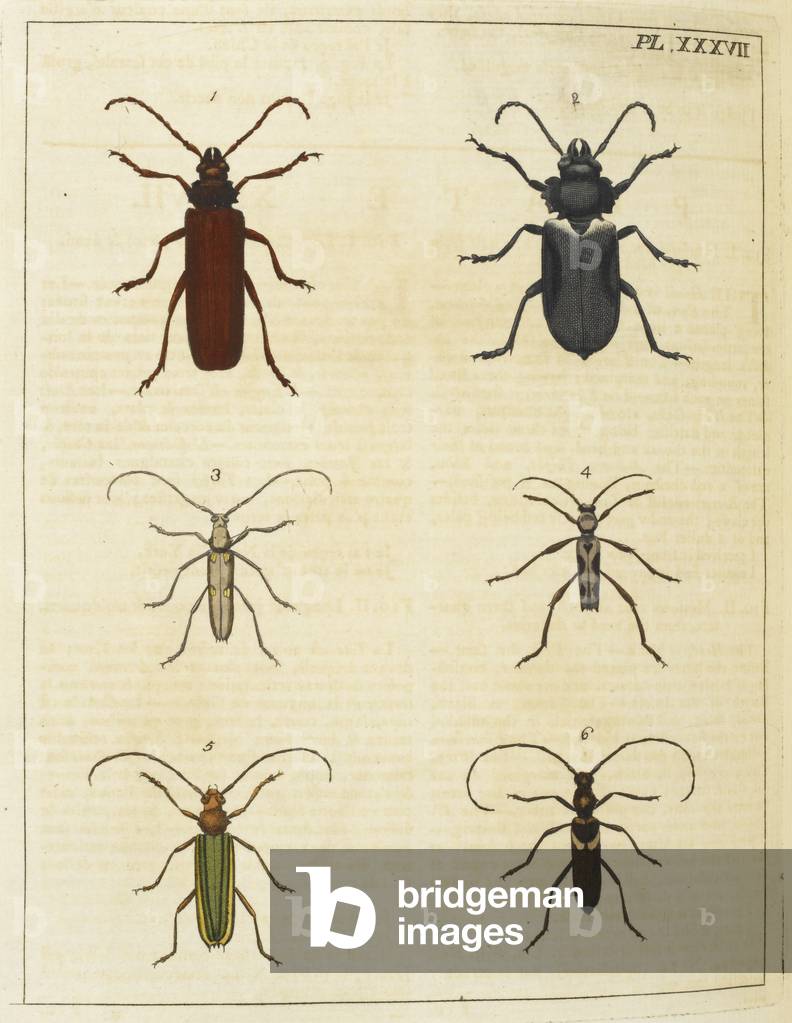 coleotteri.
