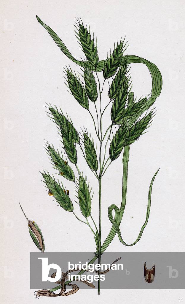 Bild von Gravur "Bromus Secalinus Var. Velutinus Rye Brome-Grass Var. B"