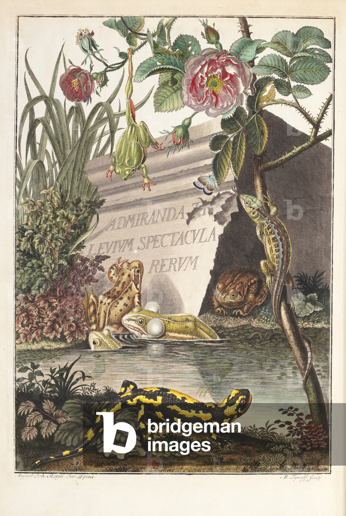 Image de Gravure représentant Grenouilles et crapauds (Frontispice) 1758 par Martin Tyroff