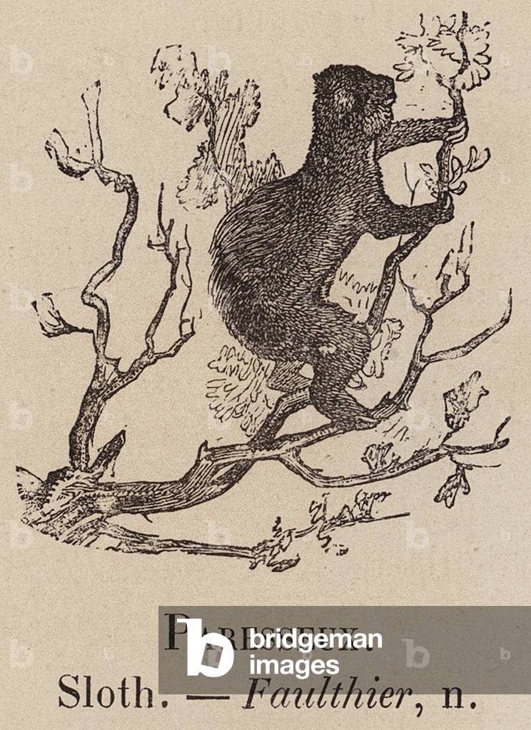 Le Vocabulaire Illustre: Paresseux; Sloth; Faulthier (engraving) by European Artist