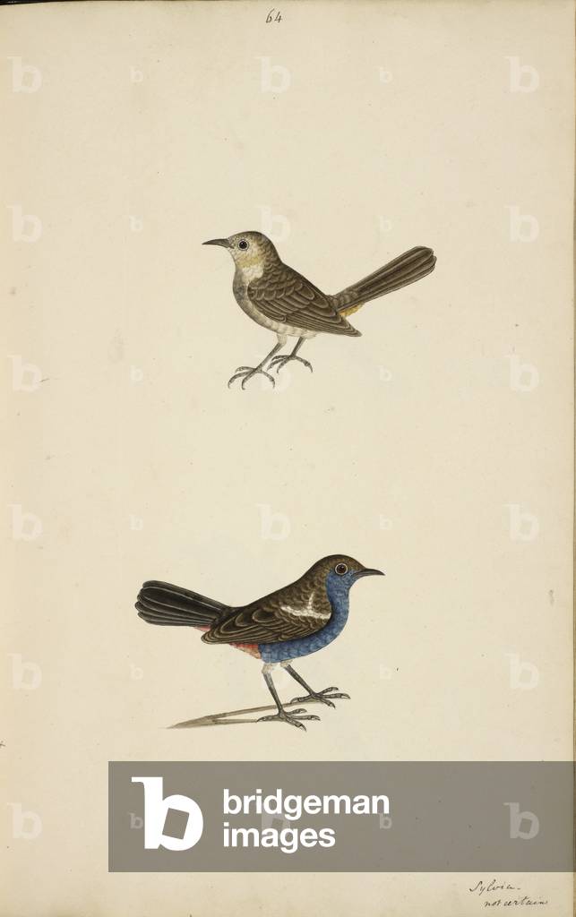 "Indisches Rotkehlchen
'Saxicoloides fulicata", b/w